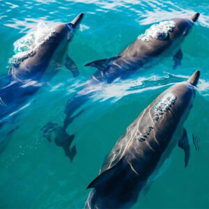 Gibraltar Dolphin Safari